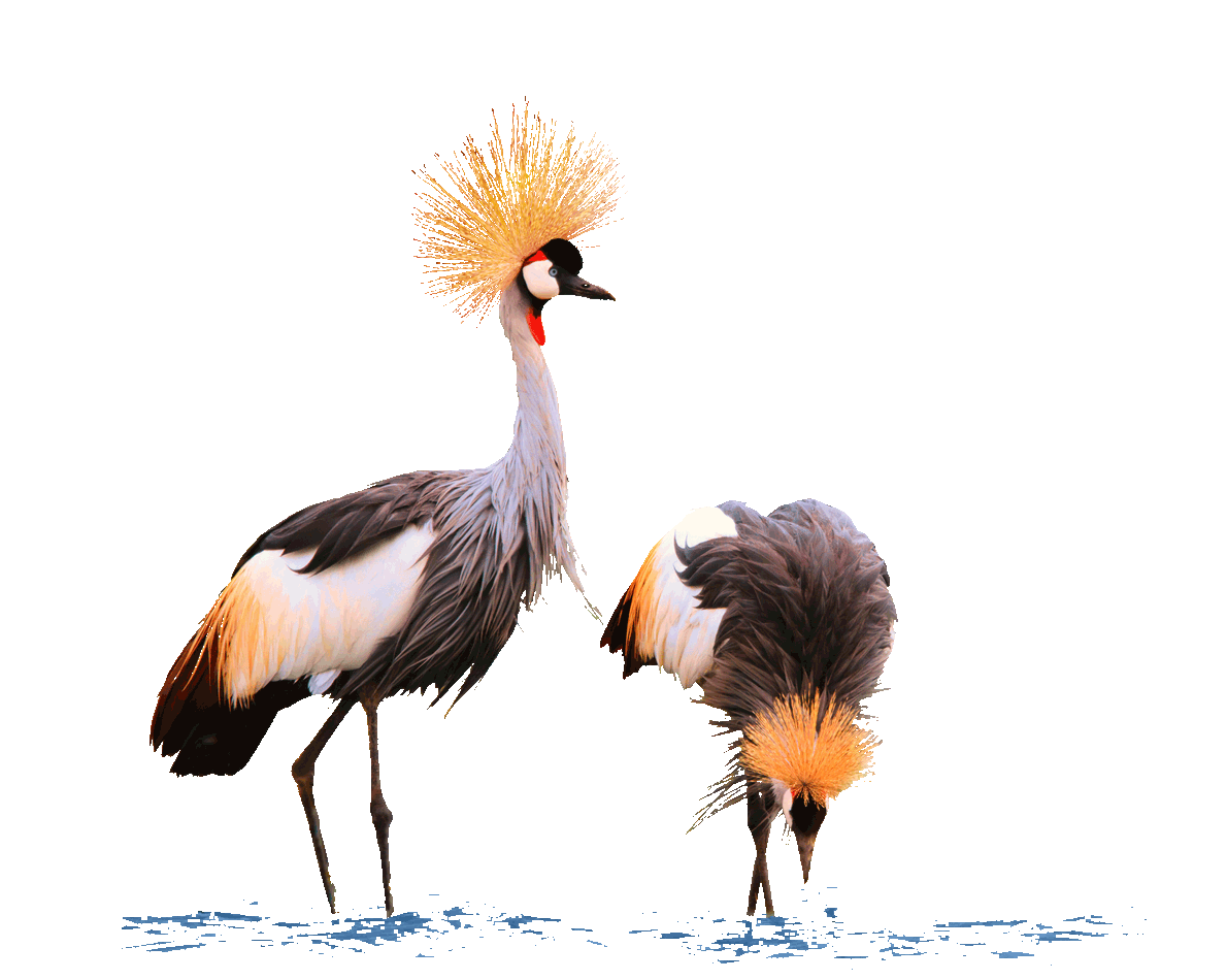 Grey crowned crane in Africa