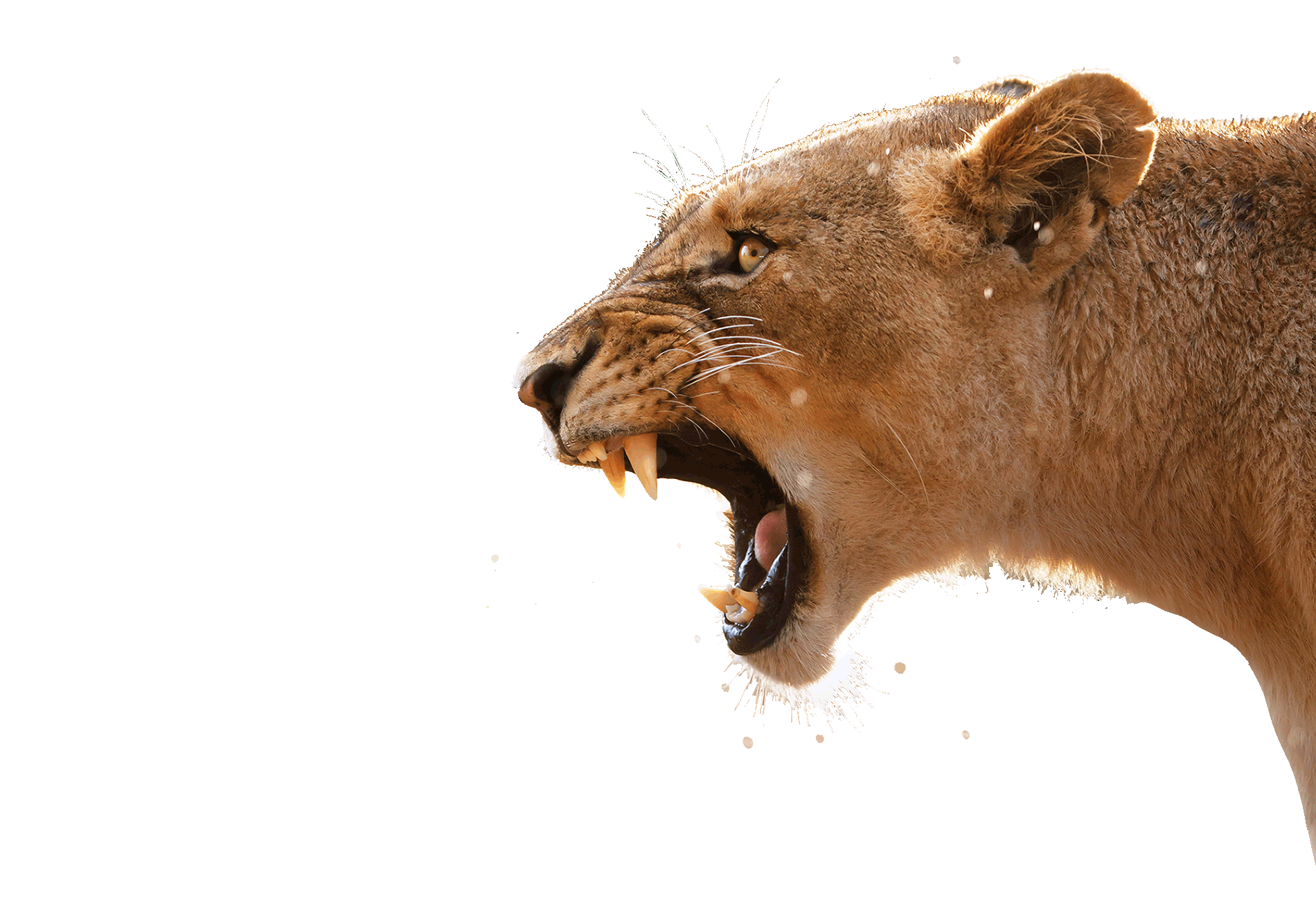 Lioness roaring in Africa